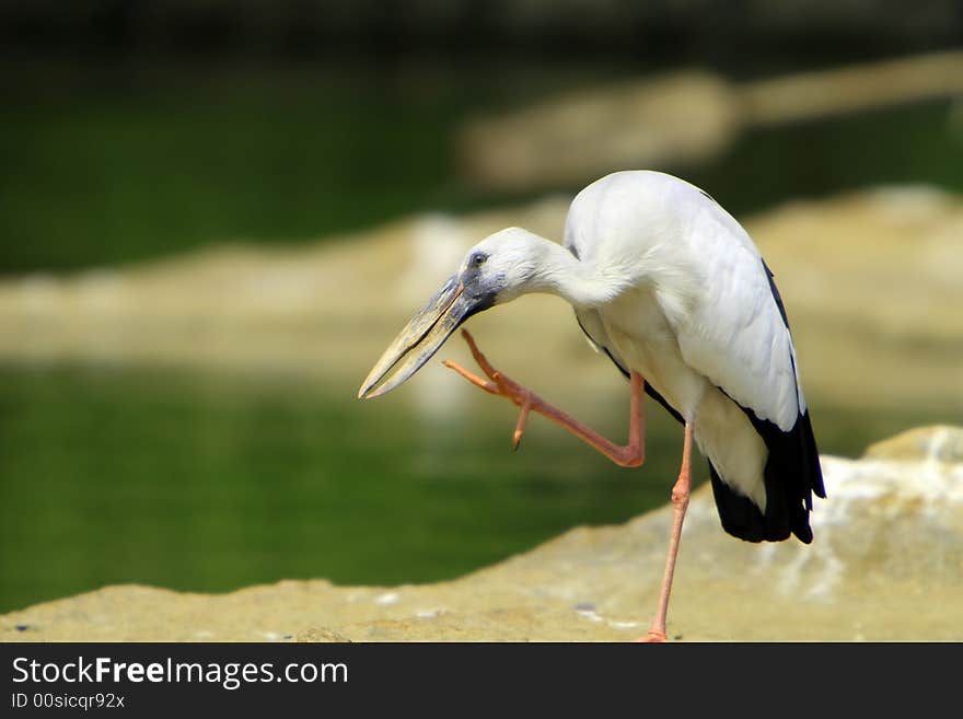 Open bill Stork is strolling around for food and scraching head