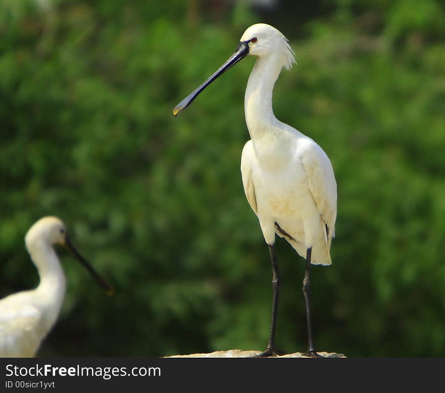 Spoon bill Stork is strolling around for food