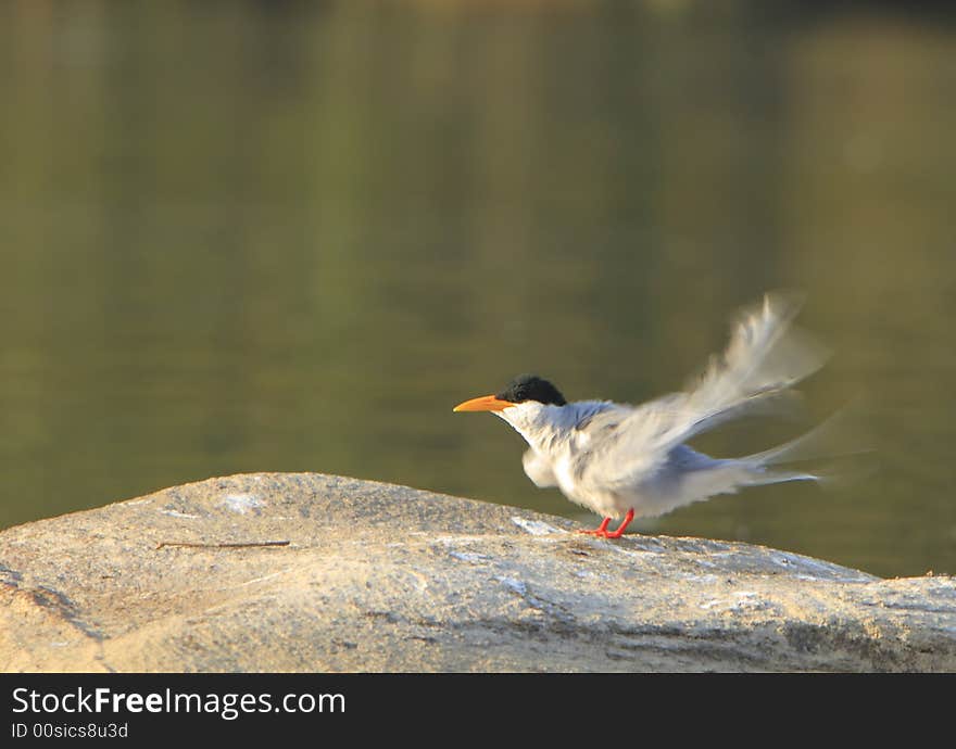 River Tern (Sterna aurantia) is a bird in the tern family . It is a resident breeder along inland rivers from Iran east through Pakistan into India and Myanmar to Thailand, where it is uncommon. Unlike most Sterna terns, it is almost exclusively found on freshwater, rarely venturing even to tidal creeks.