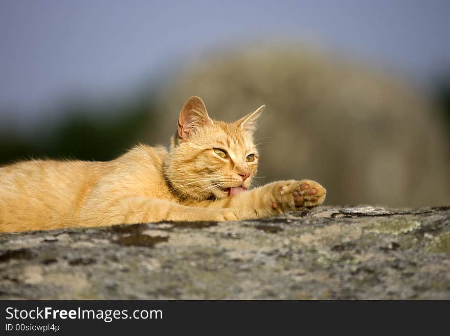 A ginger cat on a rock