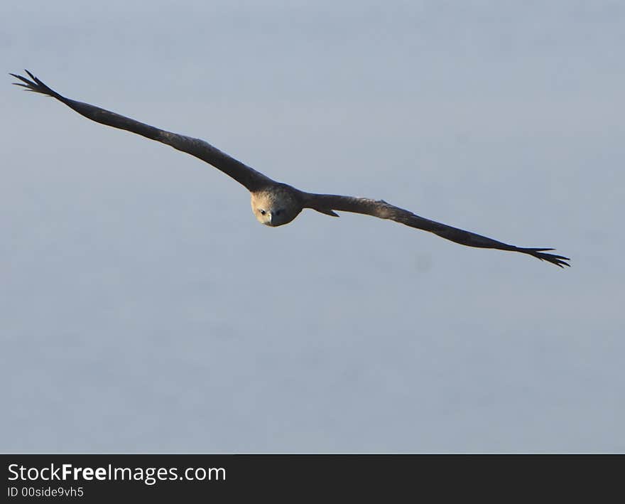 Eagle flying while wings spread