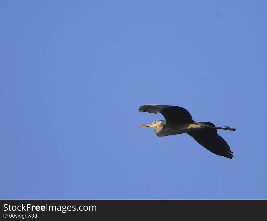 Heron is flying, wings spread. Heron is flying, wings spread