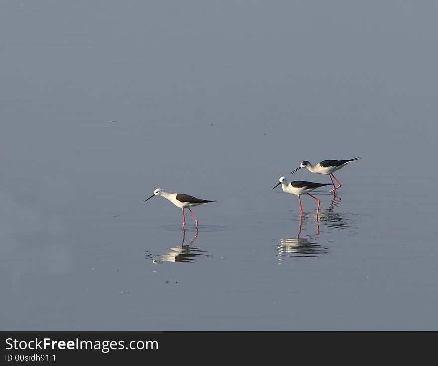 Sandpiper flocks