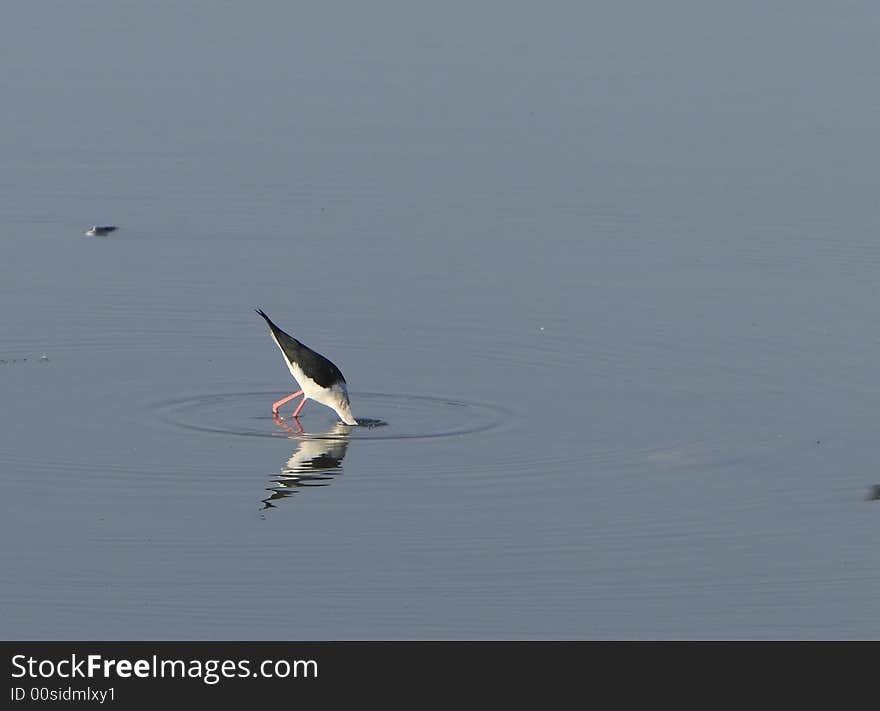 Sandpiper