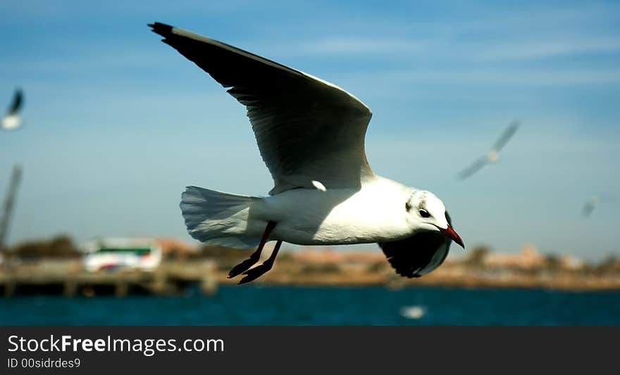 Close-up of seagull