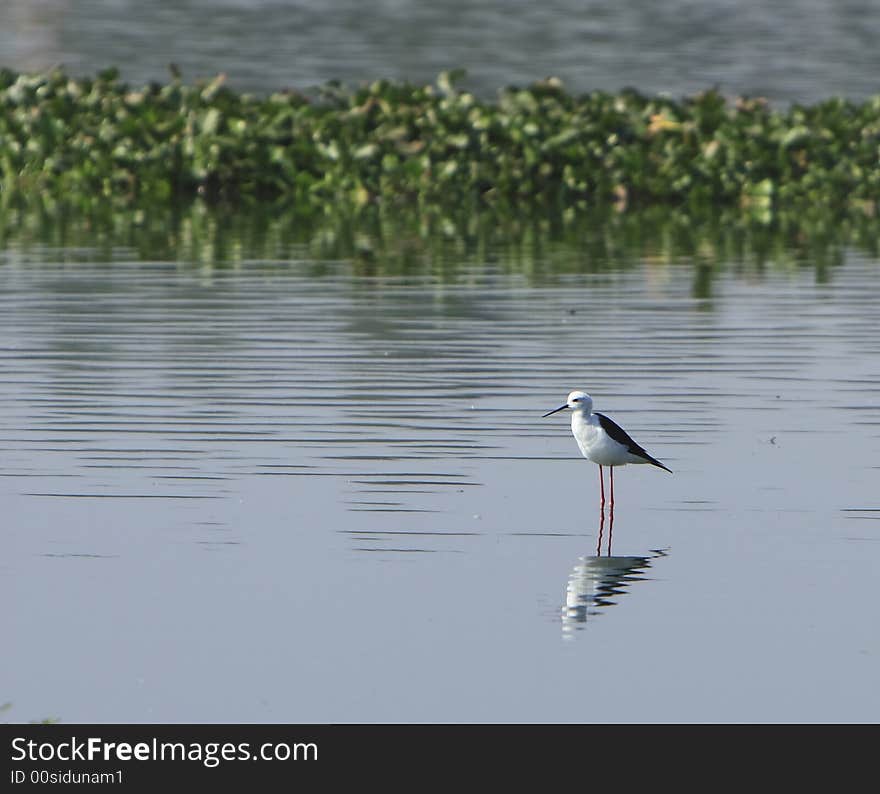 Sandpiper