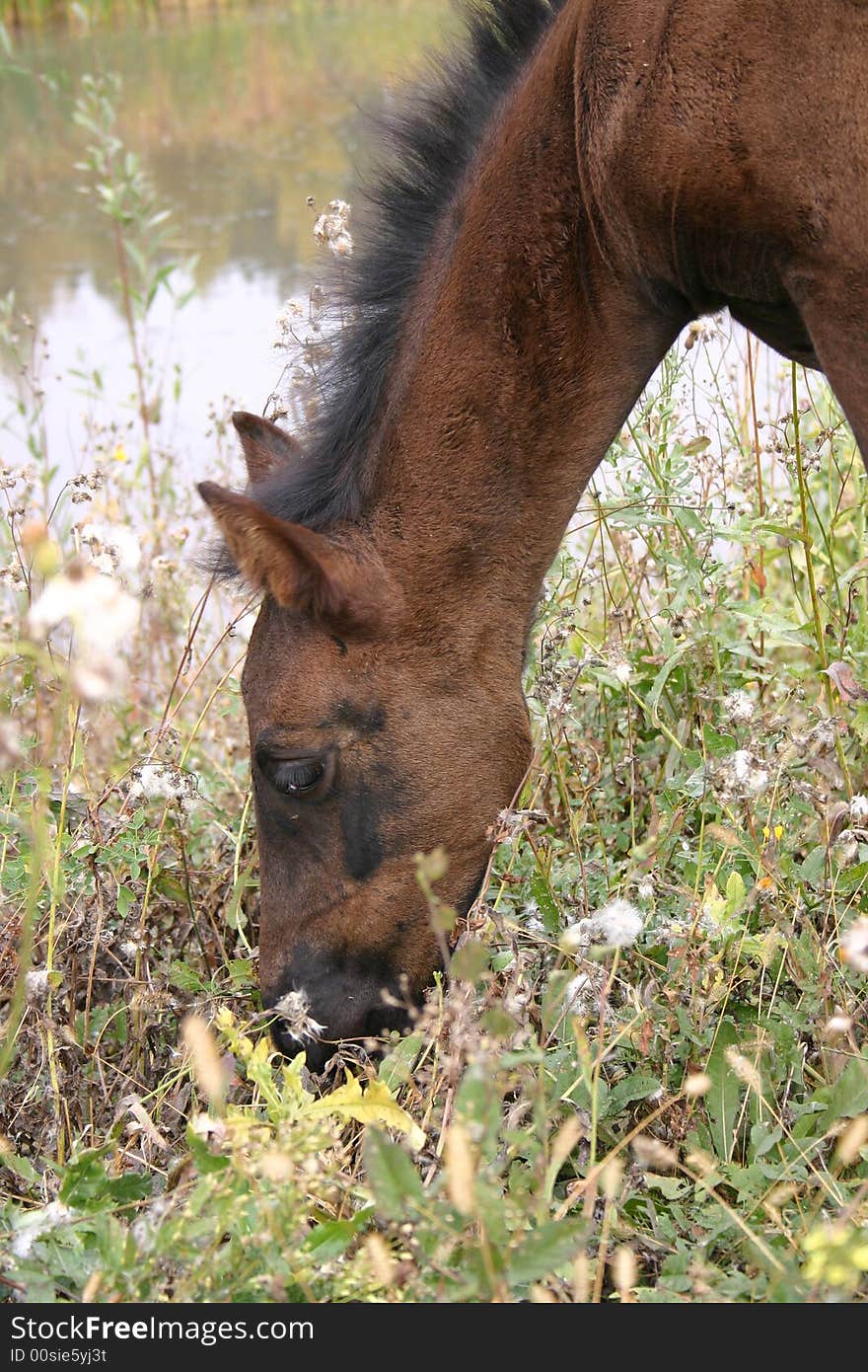 Foal there is herb on background of water