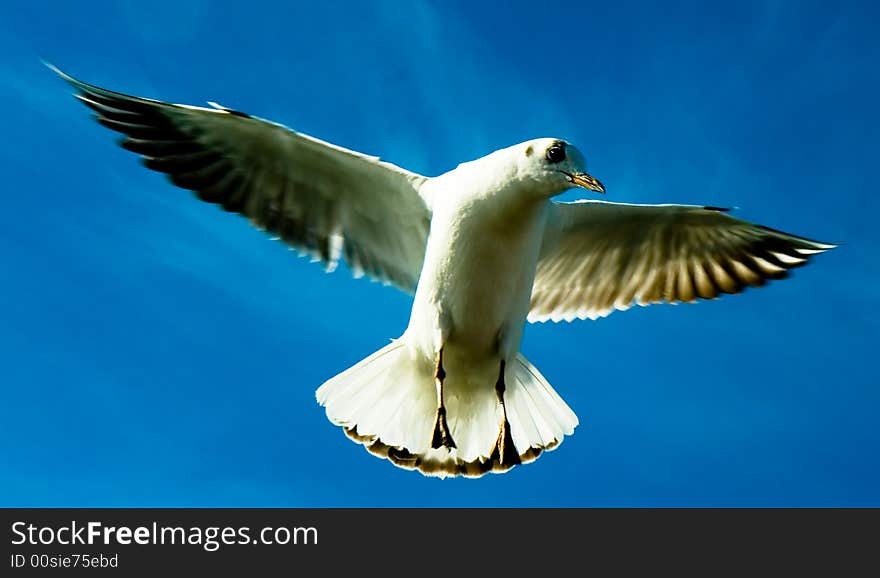 Close-up of seagull, flying over blue sky