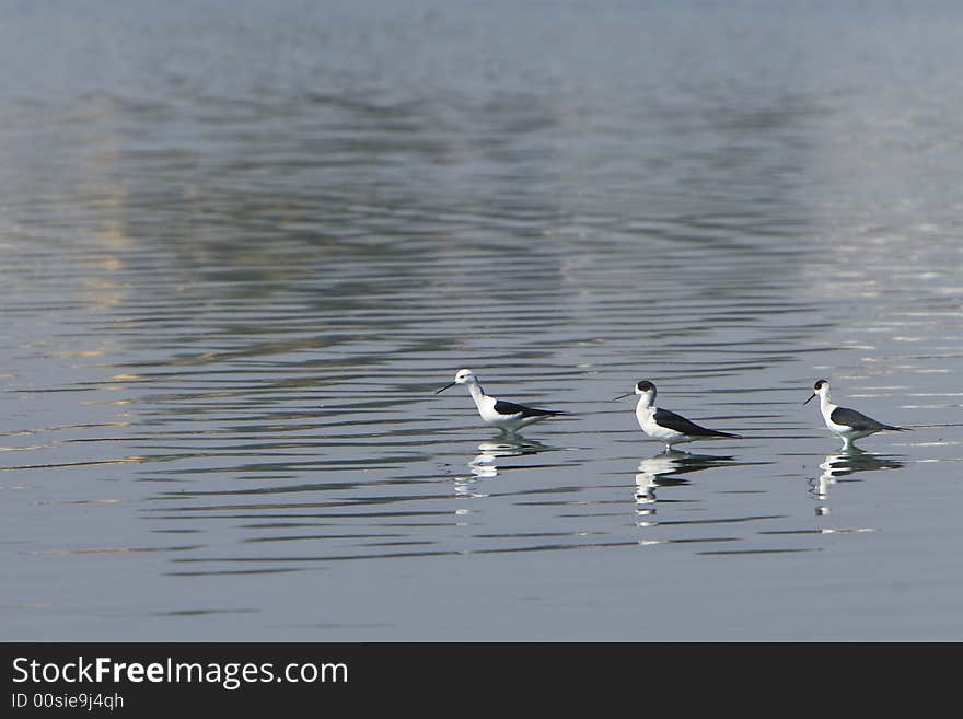 Sandpiper flock