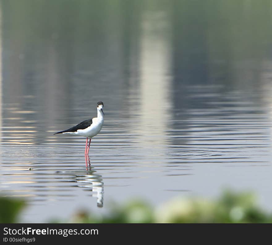 Sandpiper