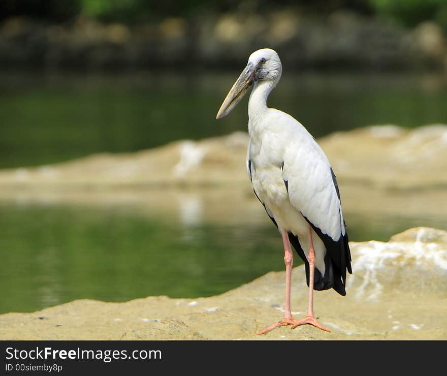 Open bill Stork is strolling around for food