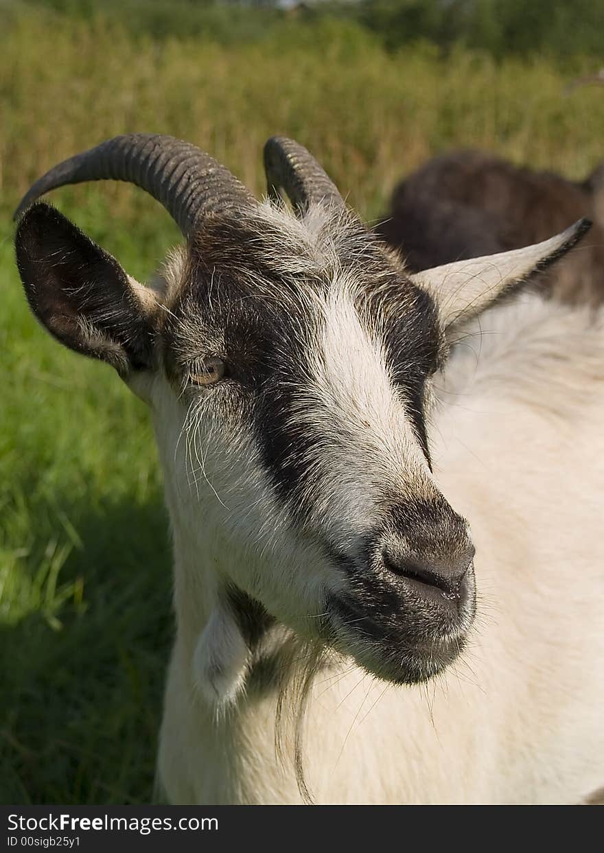 White goat