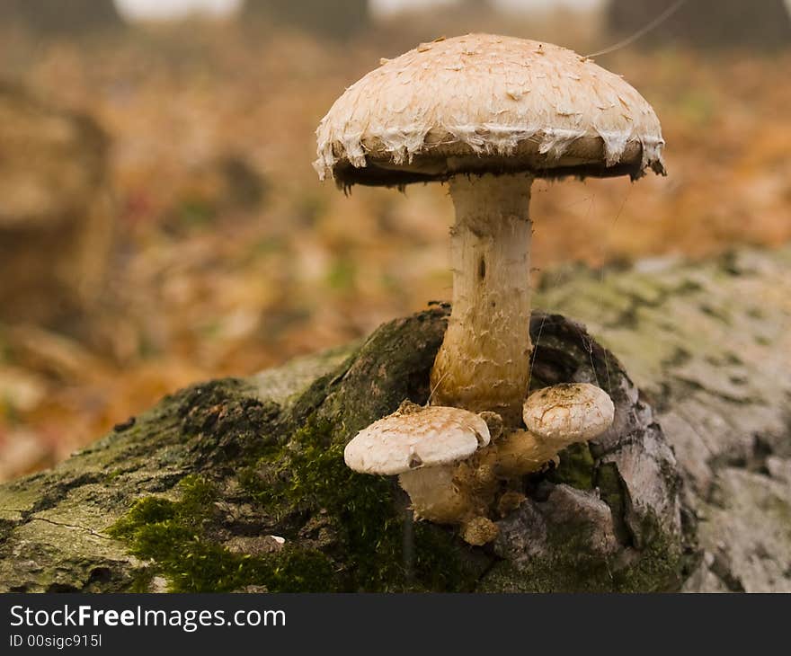 Mushrooms on a tree, autumn