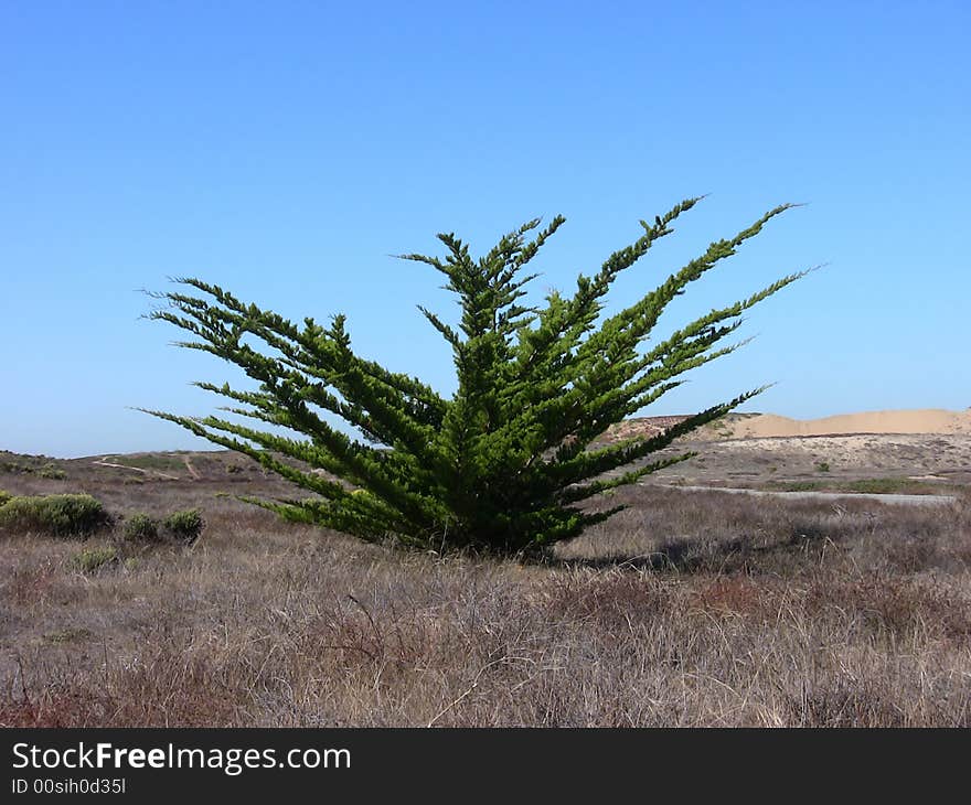 Desert Shrub