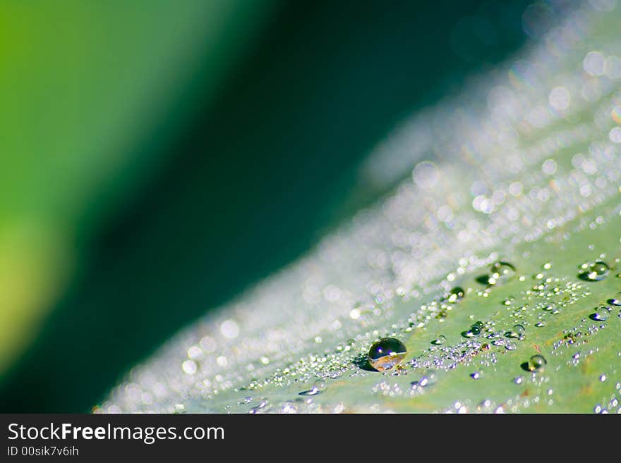 Lotus leaf Morning dew