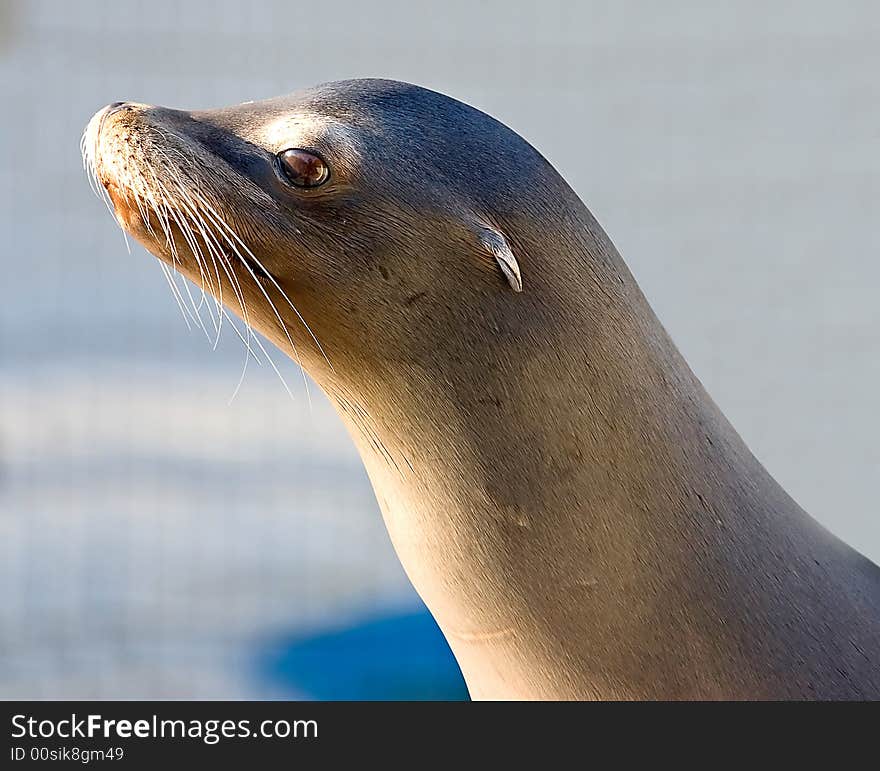 Sea-lion 5