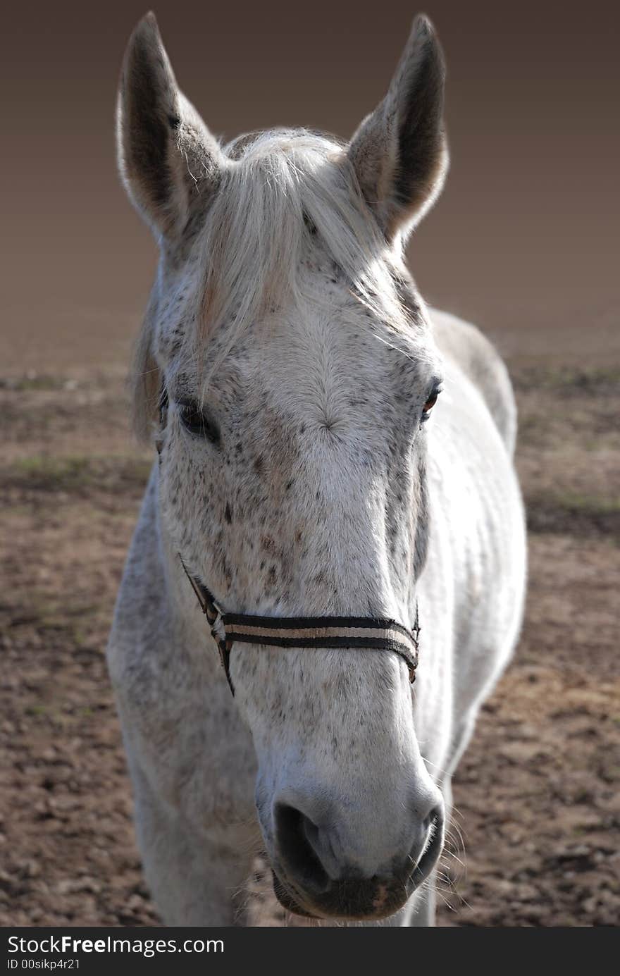 Horse Portrait