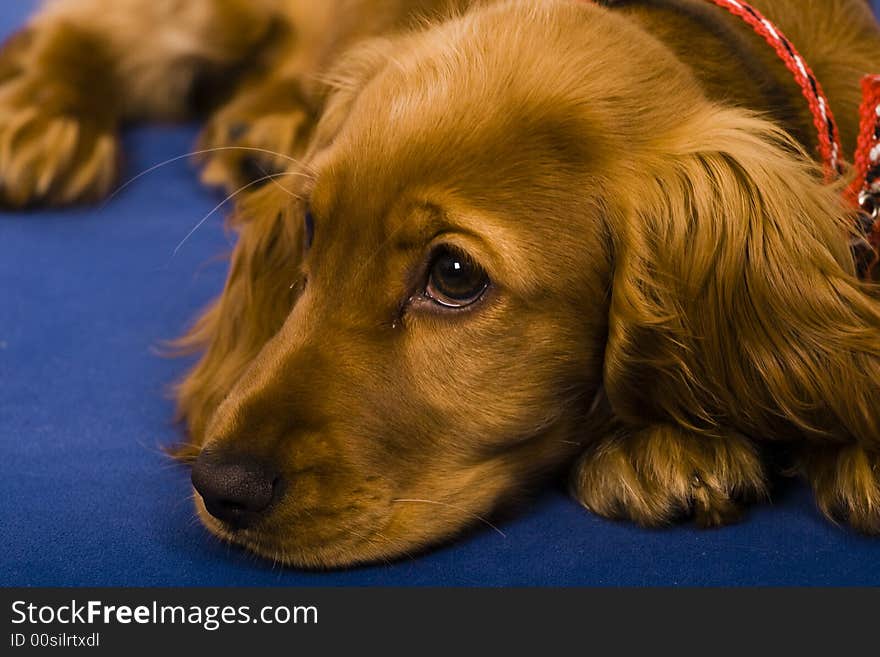 Cocker puppy