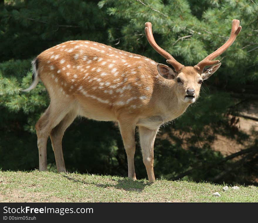 Deer