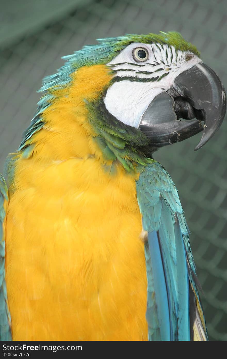 Bright parrot in a zoo