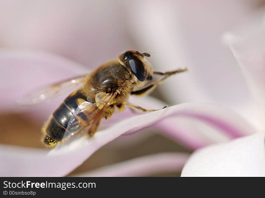 A syrphe on a Magnolia stellata 'Royal Star'. A syrphe on a Magnolia stellata 'Royal Star'