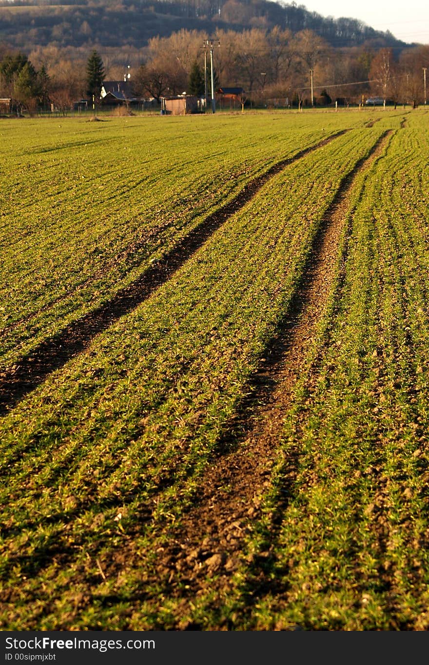 Tire track in a field with corn