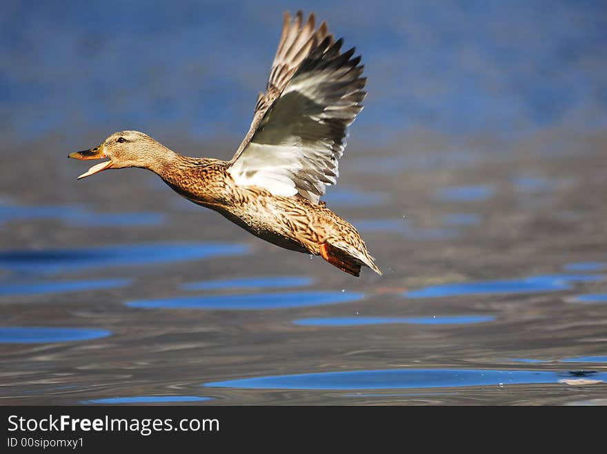 Female Duck