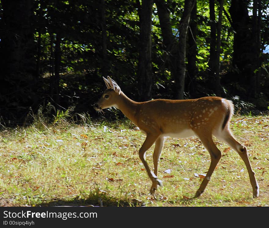 Young Doe running across yard in Maine. Young Doe running across yard in Maine