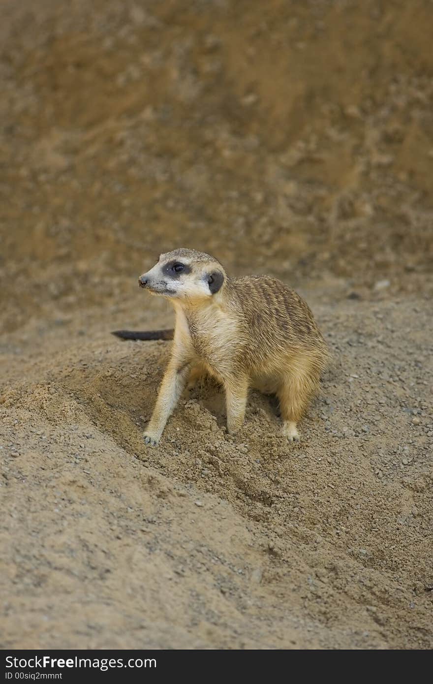 A Meerkat outside the burrow watcking for danger