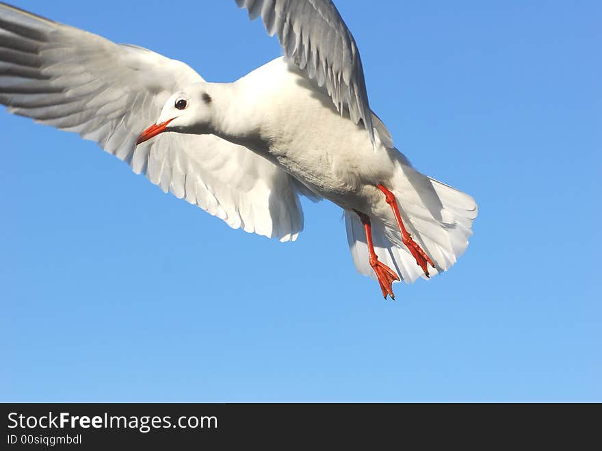 A sea gull on a blue sky background. A sea gull on a blue sky background