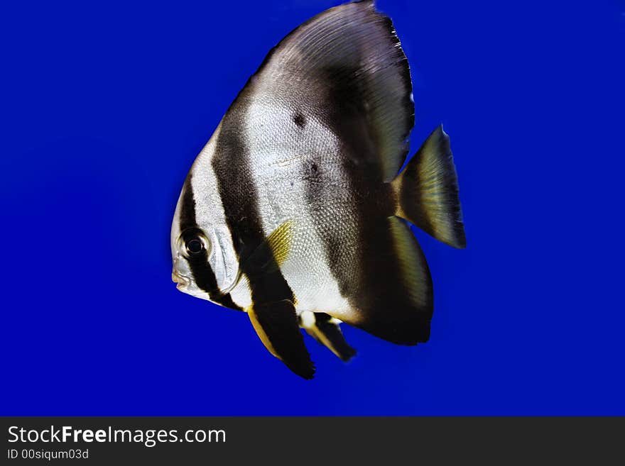 Photograph of underwater tropical fish. Photograph of underwater tropical fish