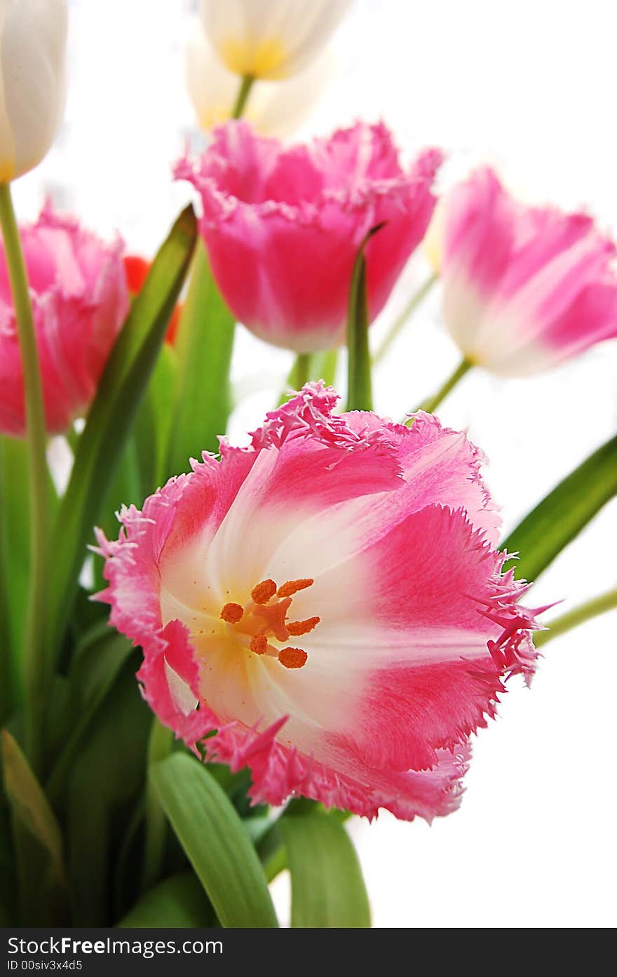 Bouquet of pink tulips on white