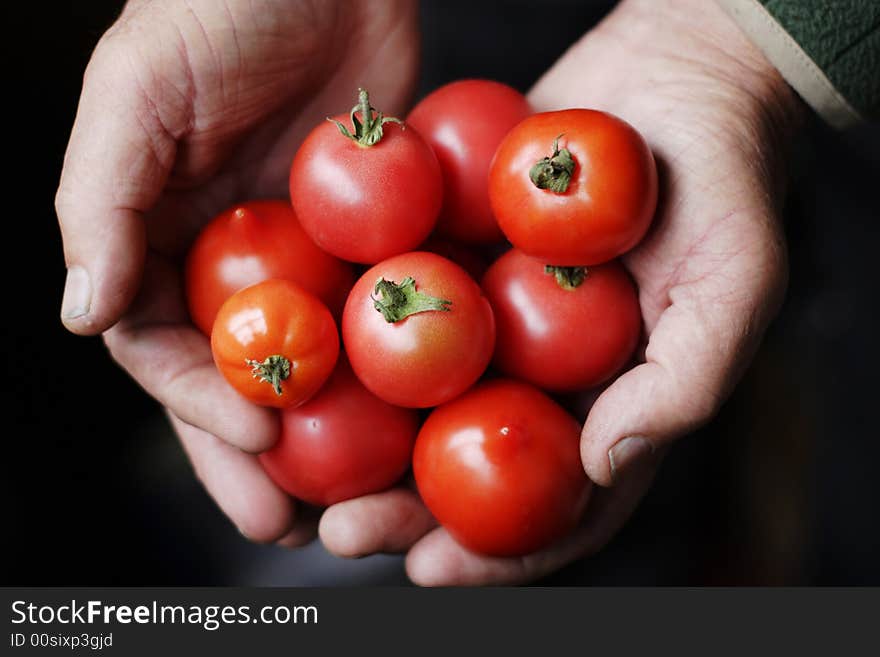 Tomatoes in hands of the old person