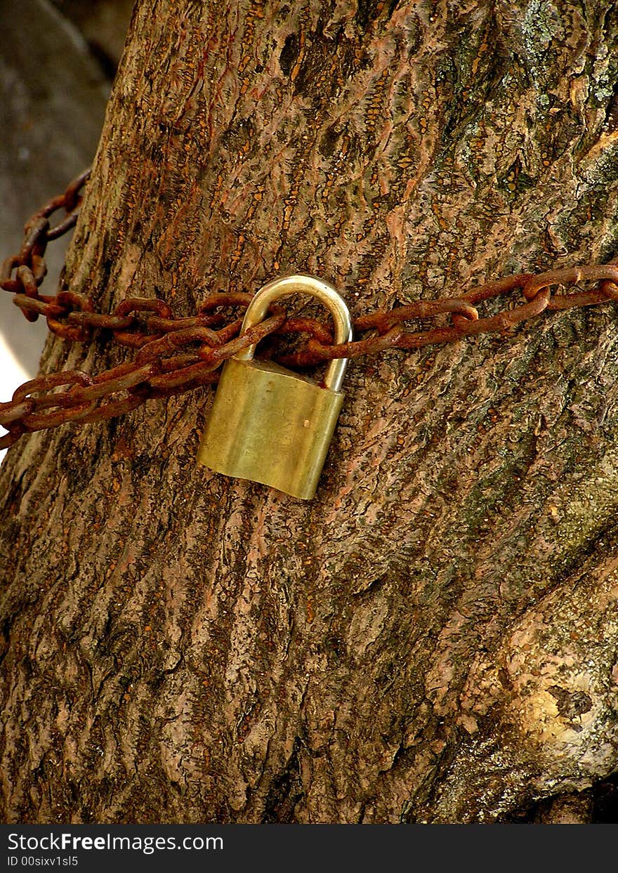 Blocked tree, park in Budapest