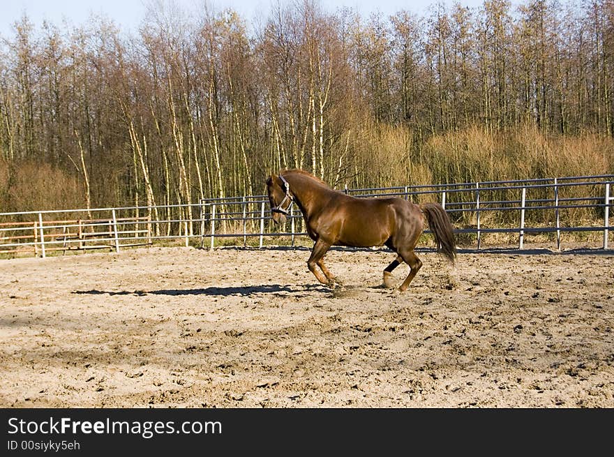 A brown horse is running with speed. A brown horse is running with speed