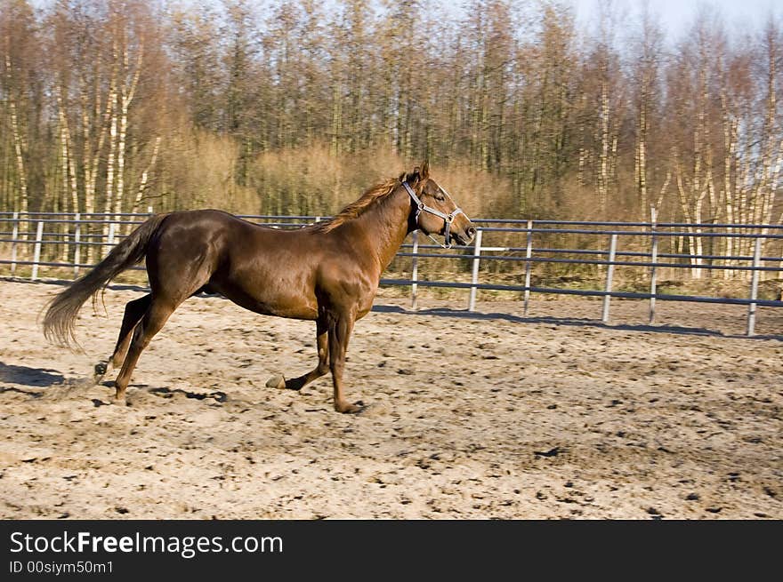 A brown horse is running with speed. A brown horse is running with speed