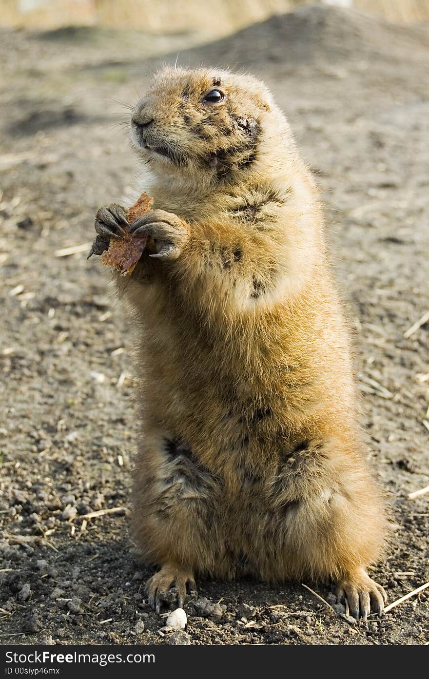 A little prairie dog is eating a little piece of bread