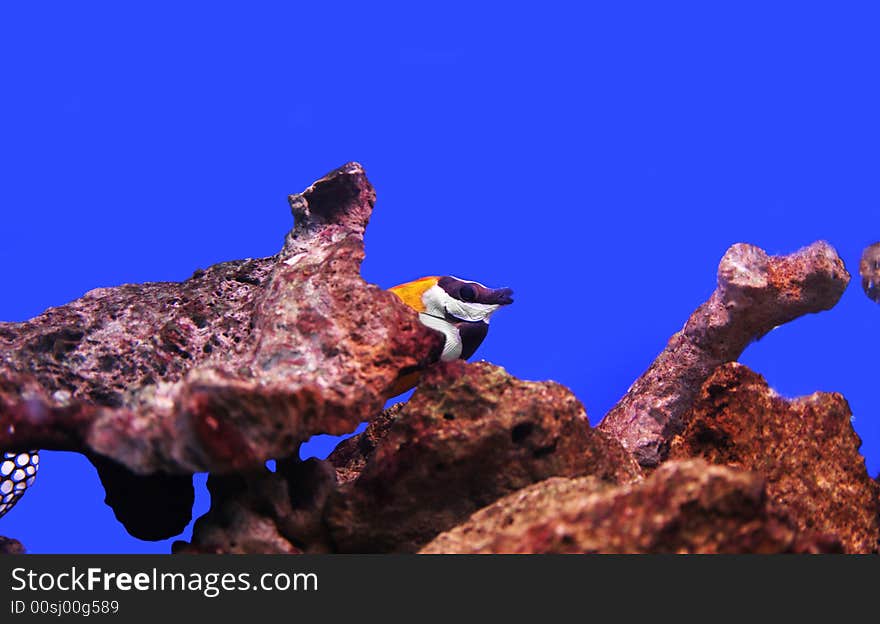 Photograph of underwater tropical fishes