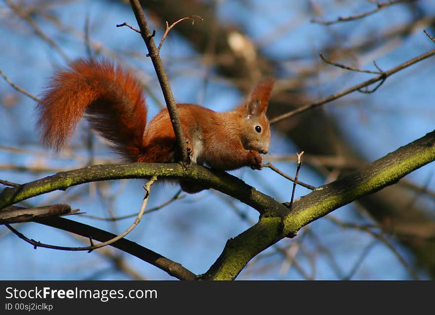 Squirrel on the tree