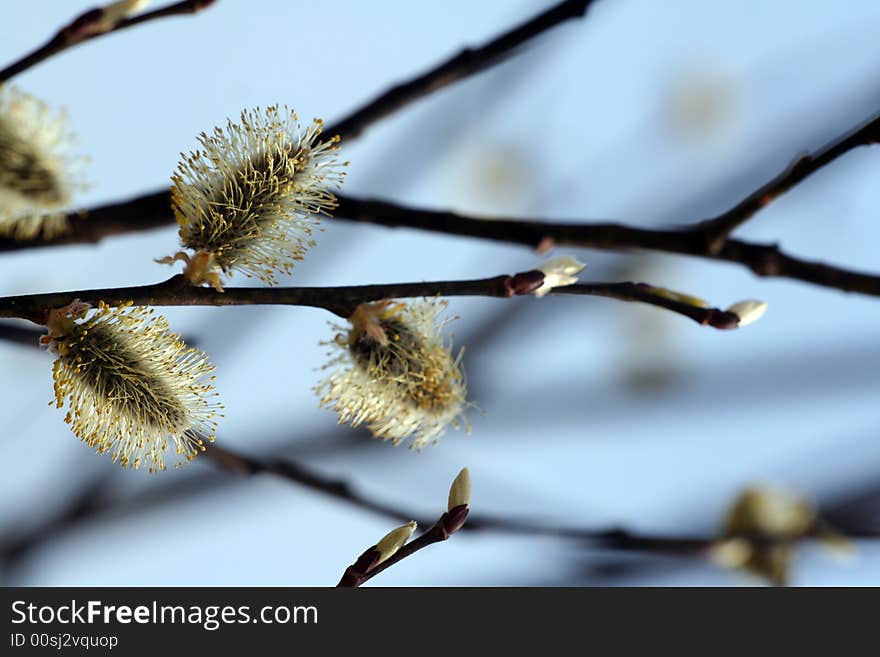 Salix caprea