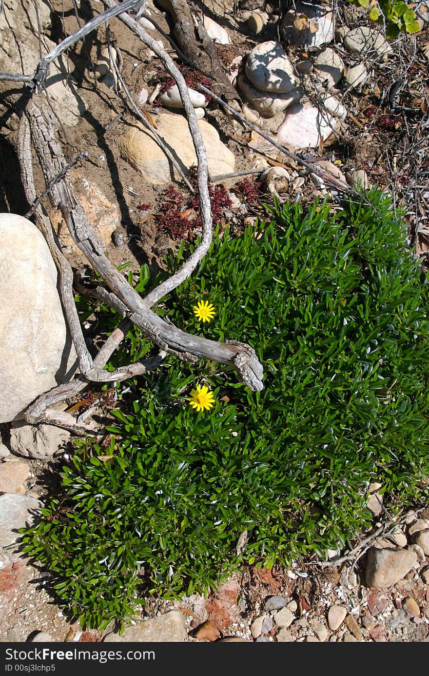 Grass springs up from the rocks and two yellow flowers grow alongside beach wood. Grass springs up from the rocks and two yellow flowers grow alongside beach wood.