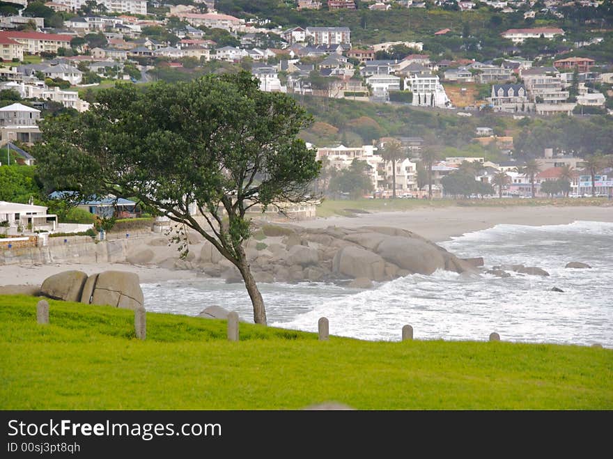 A tree has succumbed to the punishing winds along the coast of Cape Town, South Africa, August 2007. A tree has succumbed to the punishing winds along the coast of Cape Town, South Africa, August 2007