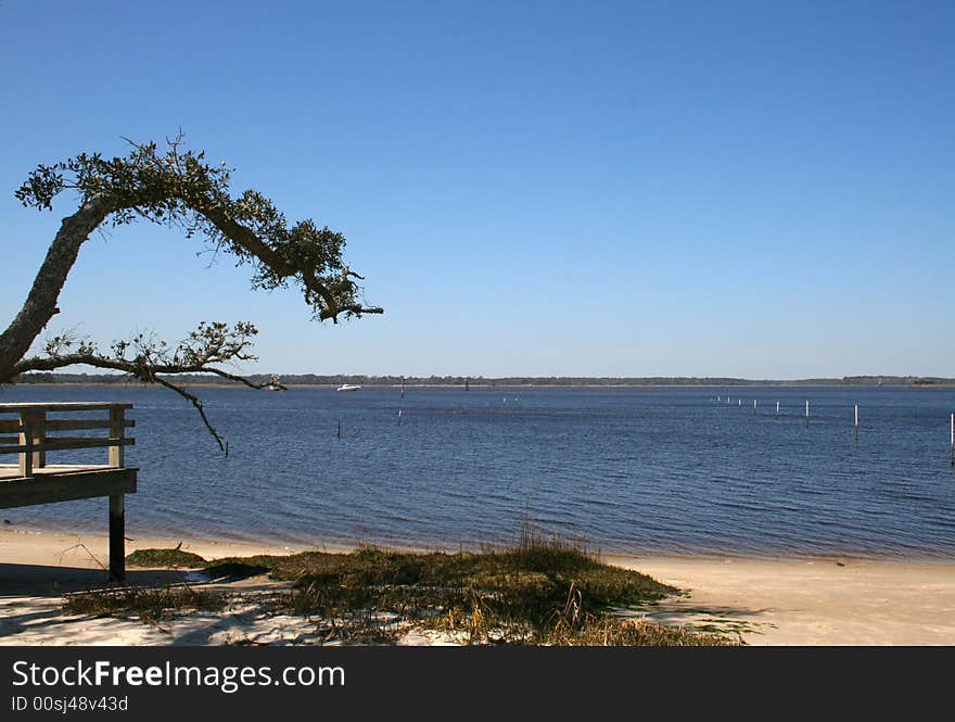 Deck And Tree At Shore