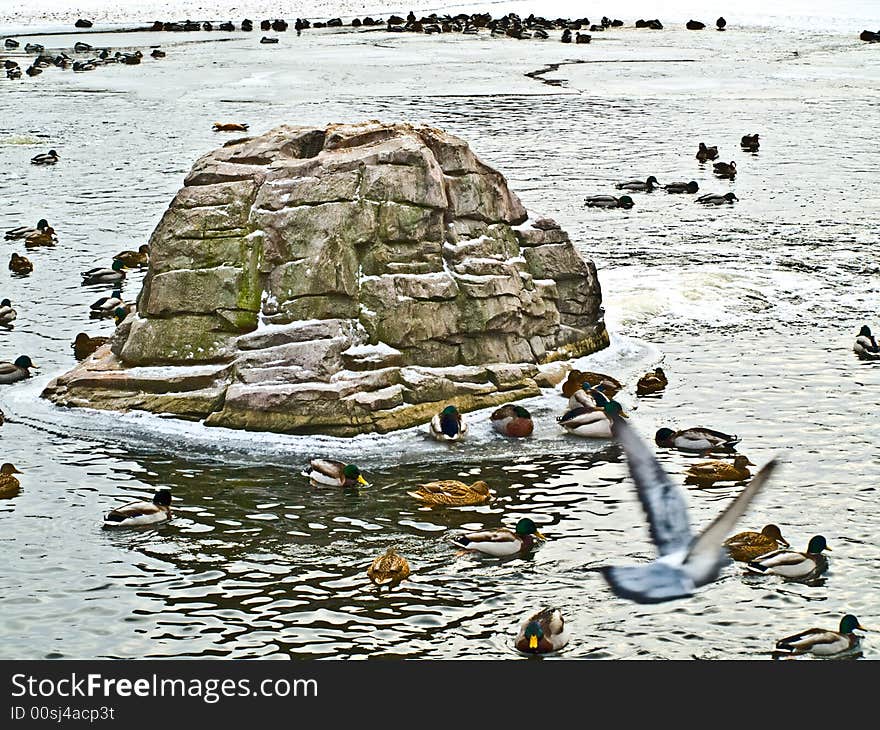 Winter lake and big birds colony