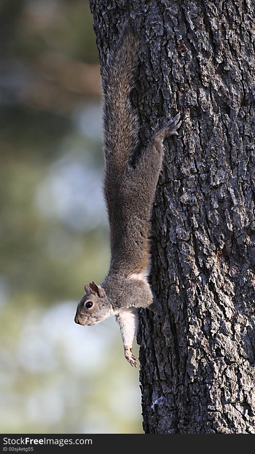 Squirrel