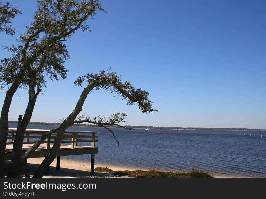 Tree And Deck At Shore