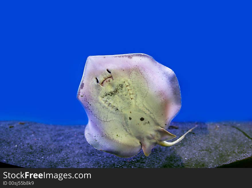 Photograph of underwater stingray attached to the glass. Photograph of underwater stingray attached to the glass