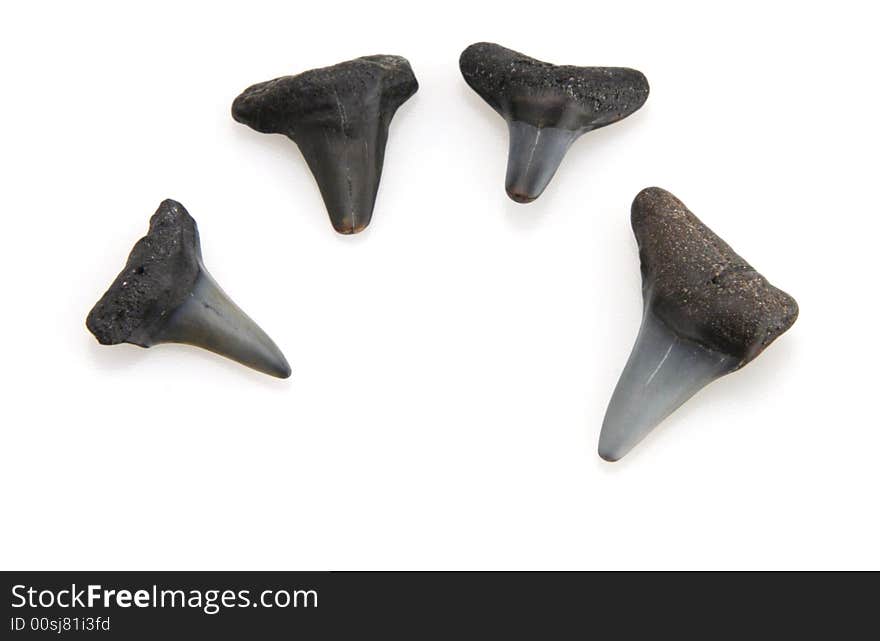 Prehistoric times old sharks teeth from the depths of the ocean. Prehistoric times old sharks teeth from the depths of the ocean