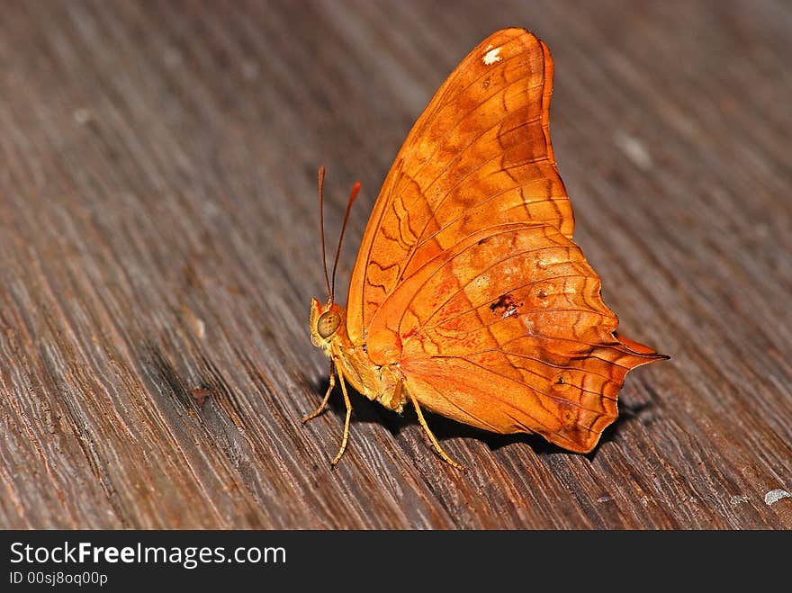 Colorful Butterfly