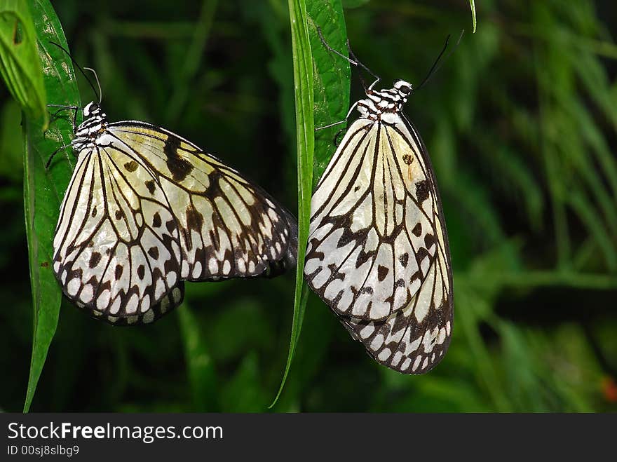 Nymph butterfly